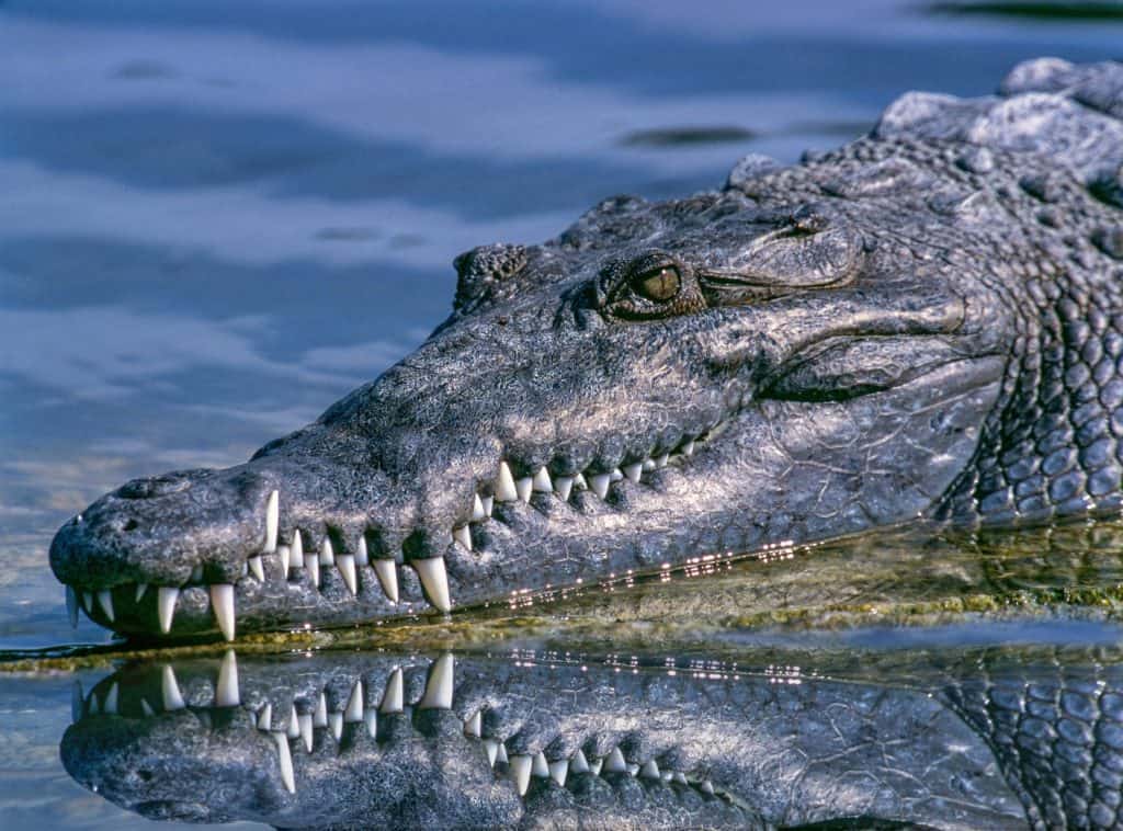 alligator، animal، close-up