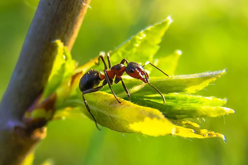 ant، nature، macro