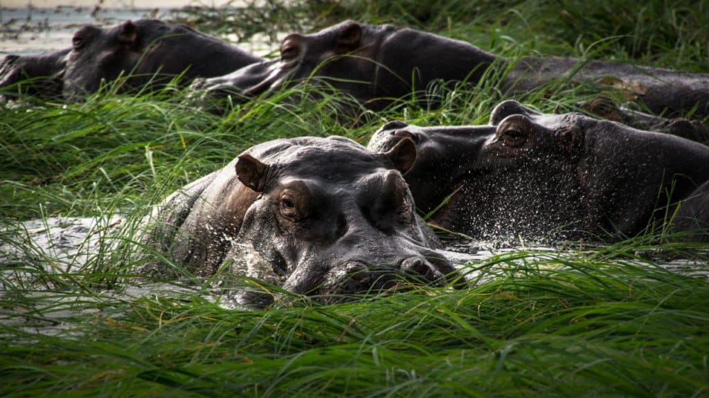 black hippo hiding on water near grasses