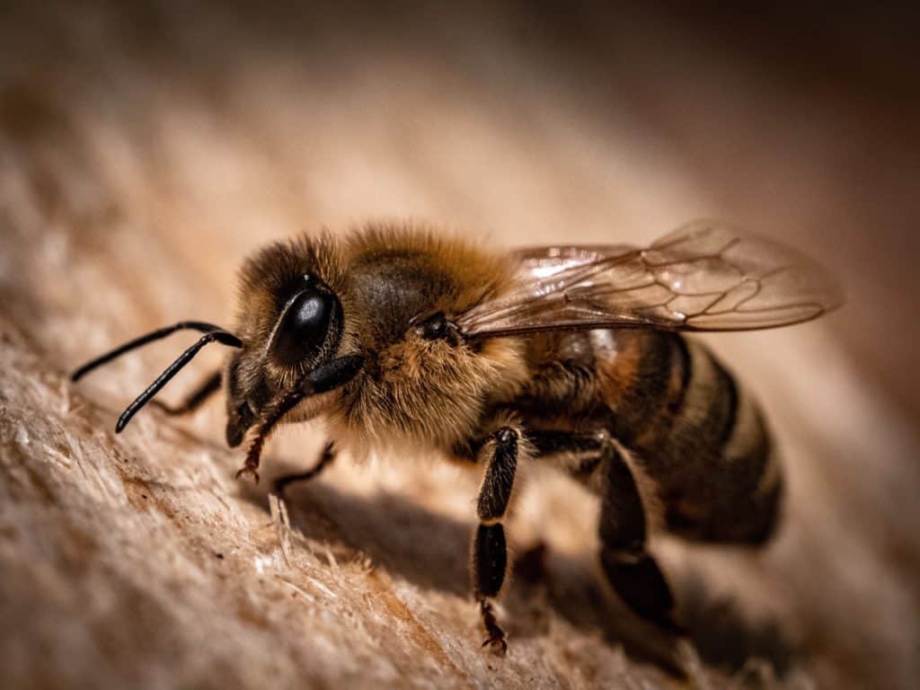 Honey bee macro shot ( Apis، Apidae )