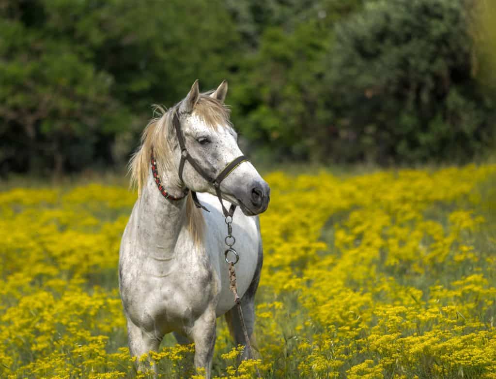 horse، meadow، spring