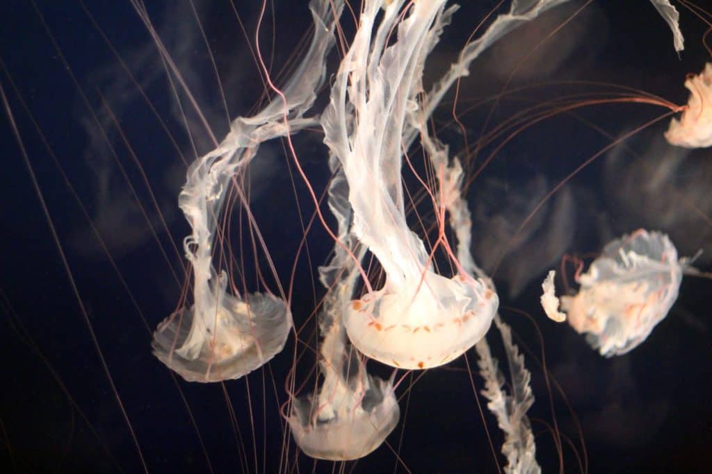 jellyfish، aquarium، ocean