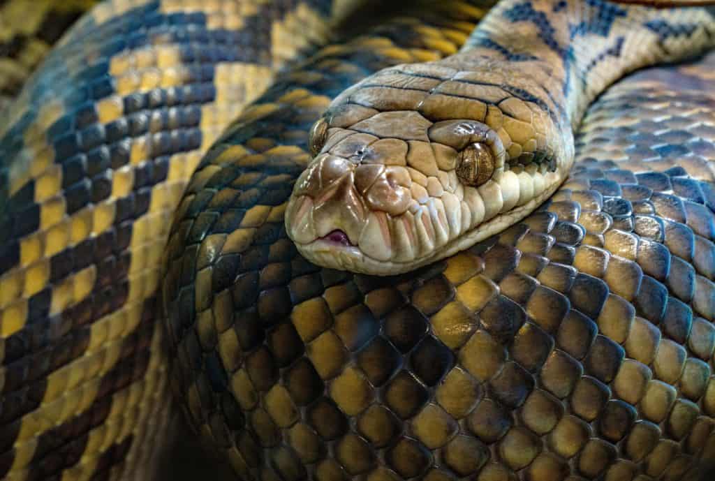 A beautiful specimen of the Amethystine python، the longest snake in Australia.